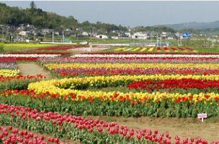 原尻の滝 チューリップフェスタ